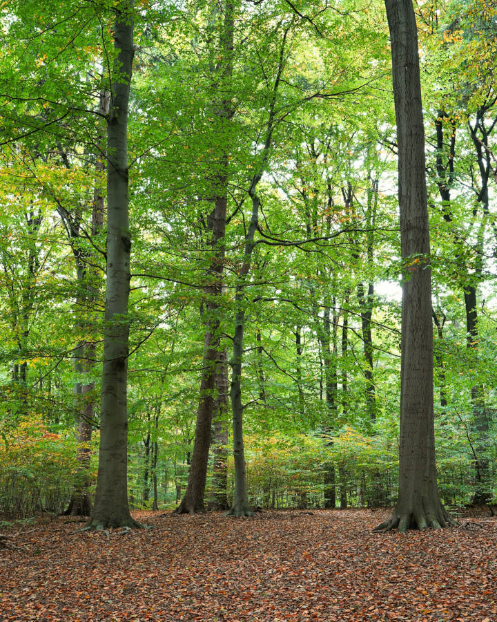 Wald