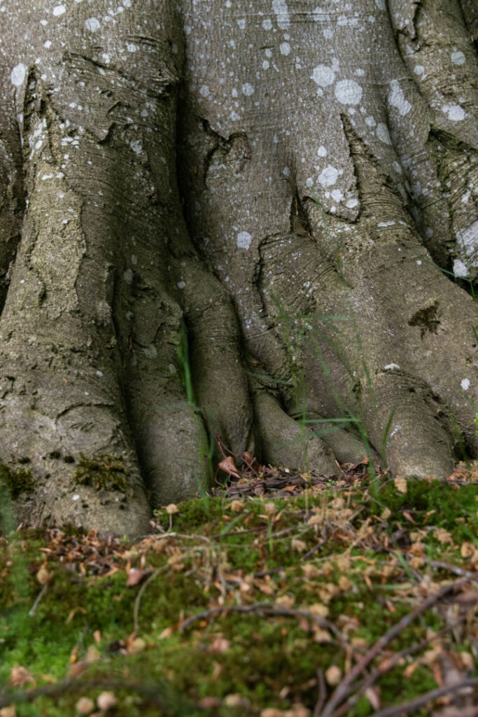 Wurzeln